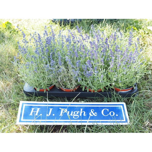 Lot 60        
