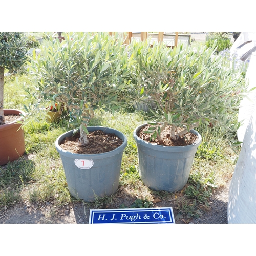 Lot 7         