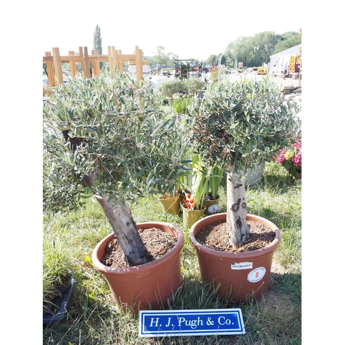 Lot 8         