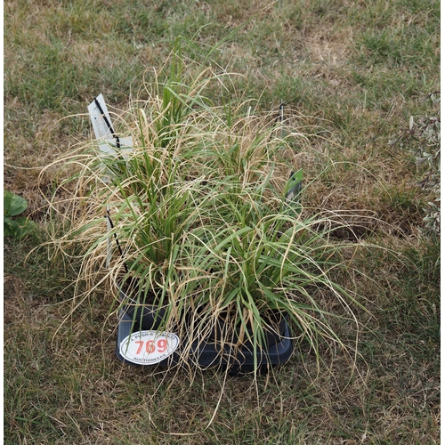 769 - Pampas grass - 6