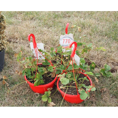 770 - Hanging strawberry plants - 3
