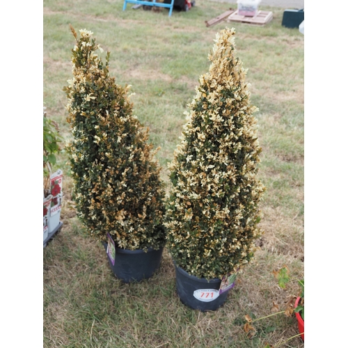 771 - Pyramid Buxus 3ft - 2