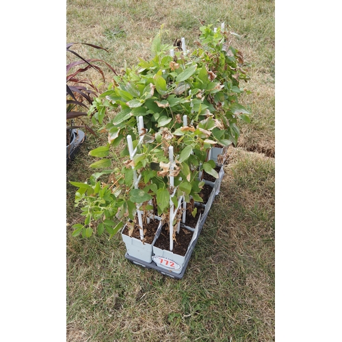 772 - Mixed Clematis - 10