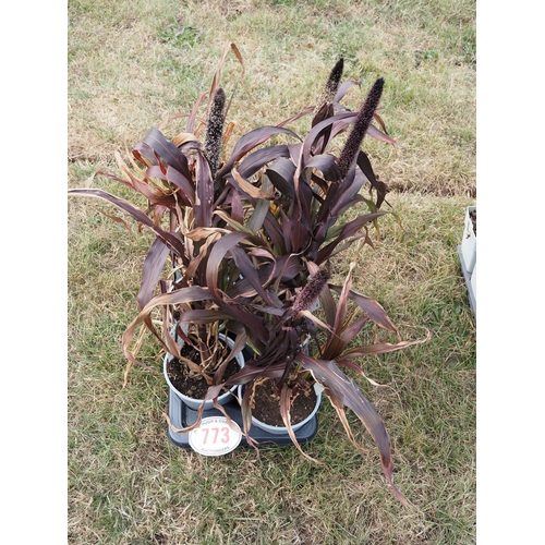 773 - Pennisetum - 6