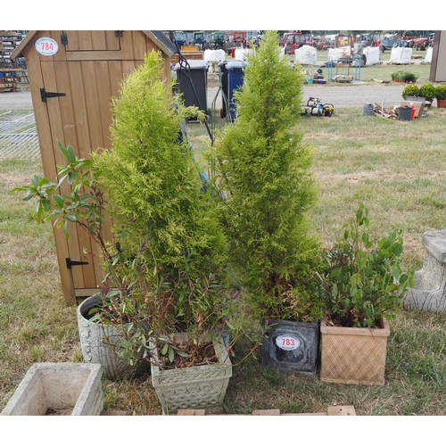 783 - Plants in planters - 5