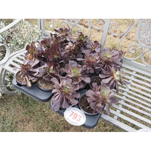 793 - Aeonium - 16