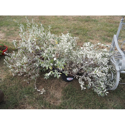 794 - Brachyglottis - 5