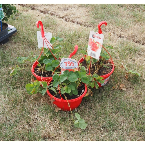 795 - Hanging strawberry plants - 3