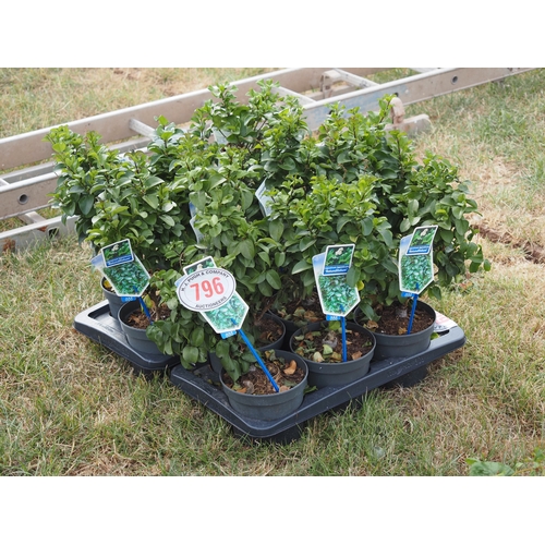 796 - Ligustrum - 12