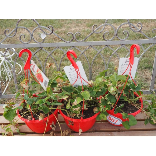 807 - Strawberry plants - 3