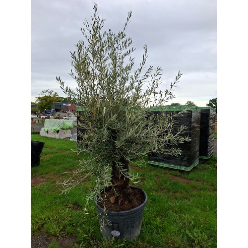 Lot 751       