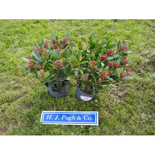 Lot 12        
