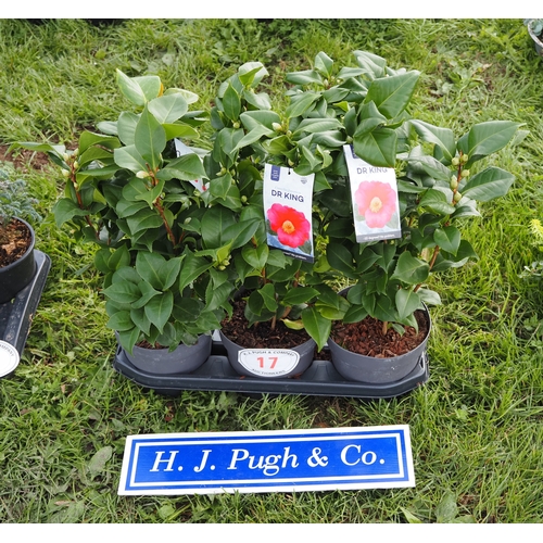 Lot 17        