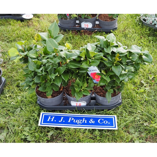 Lot 18        