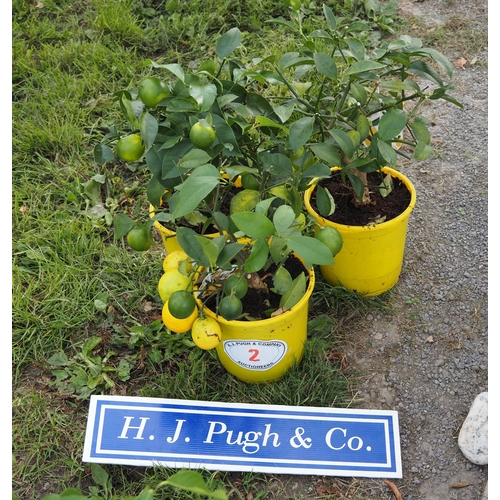 Lot 2         