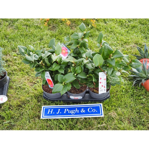 Lot 20        
