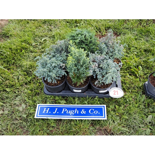 Lot 21        