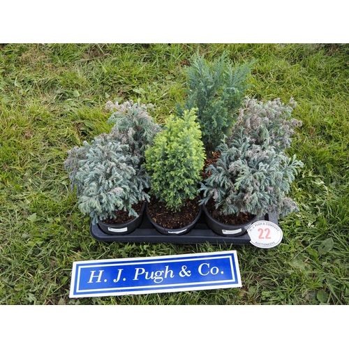 Lot 22        