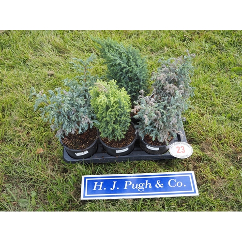 Lot 23        