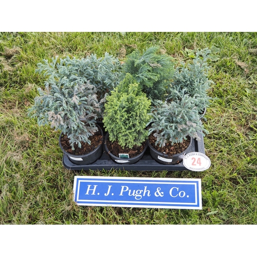 Lot 24        