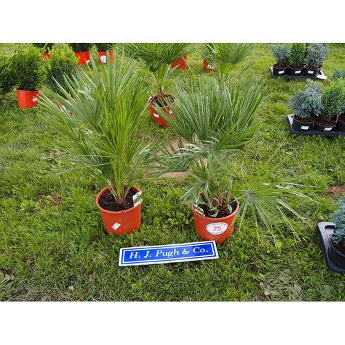 Lot 25        