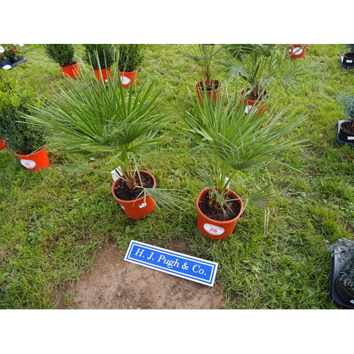 Lot 26        