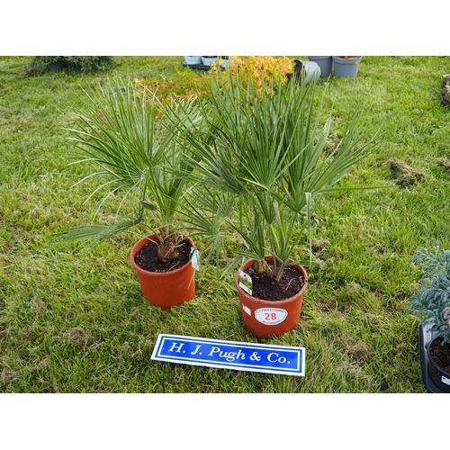 Lot 28        