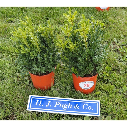 Lot 29        