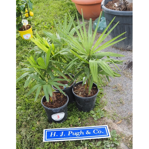 Lot 3         