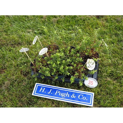 Lot 35        