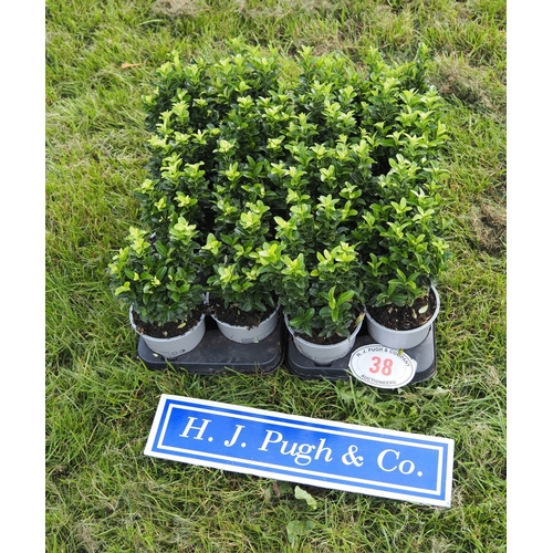 Lot 38        