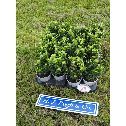 Lot 39        