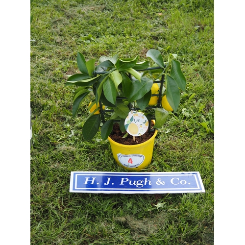 Lot 4         
