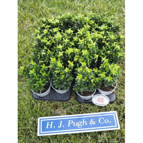 Lot 40        