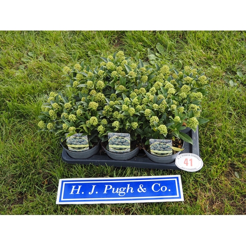 Lot 41        