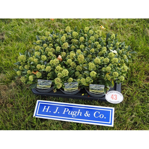 Lot 43        