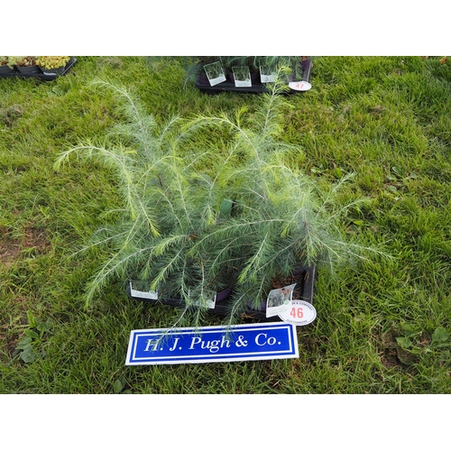 Lot 46        
