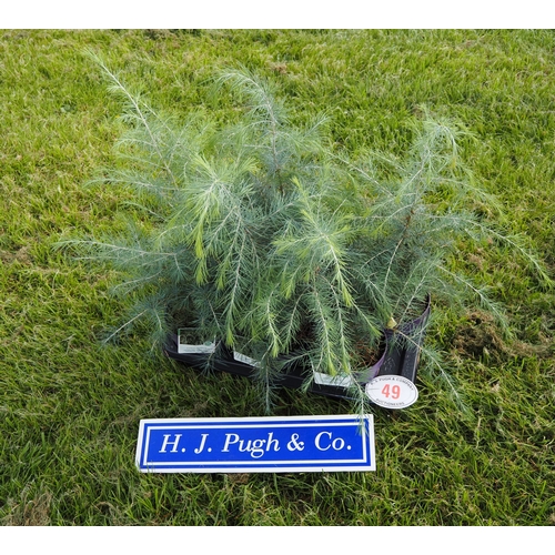 Lot 49        