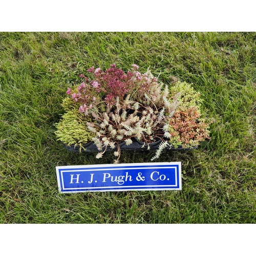 Lot 50        