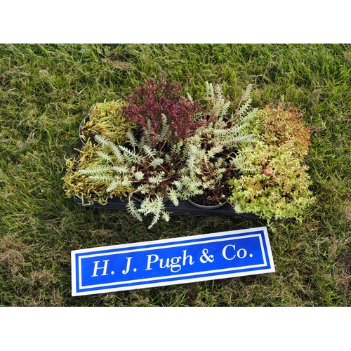 Lot 52        