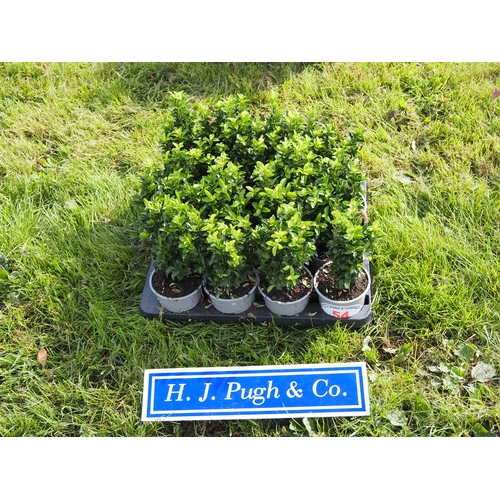 Lot 54        