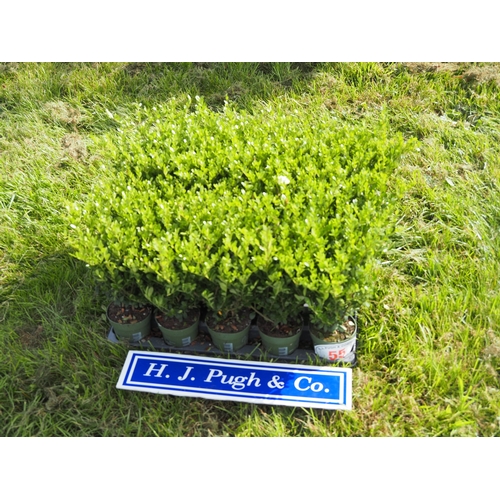 Lot 55        