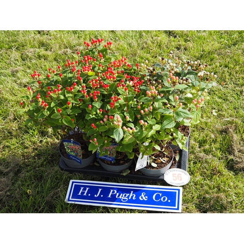 Lot 56        