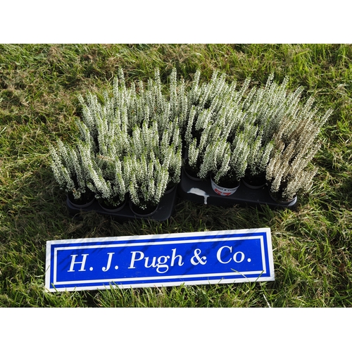 Lot 57        