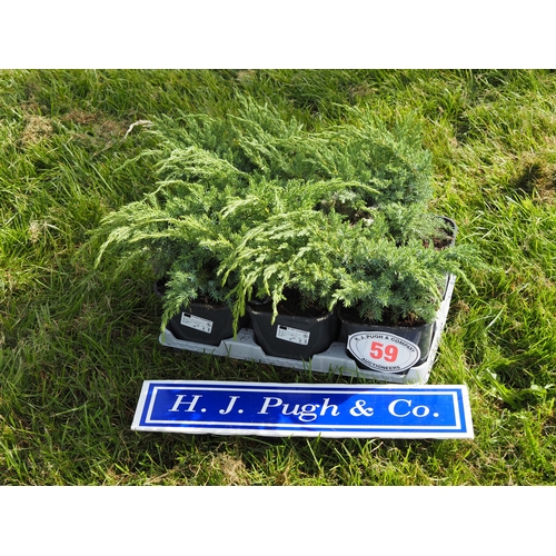 Lot 59        