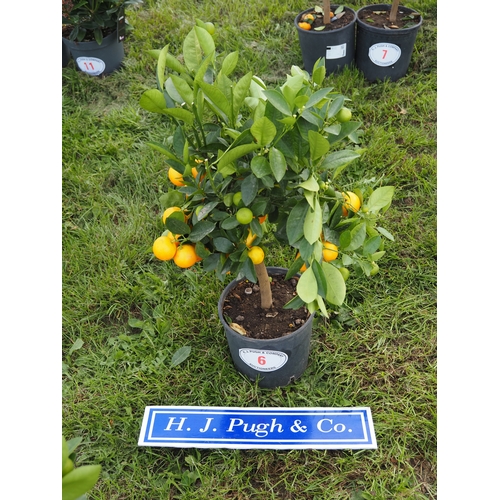 Lot 6         