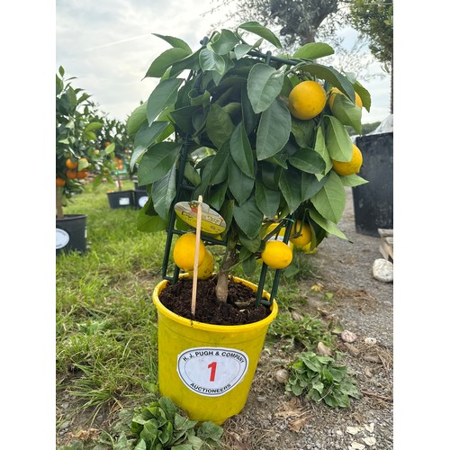 Lot 1         