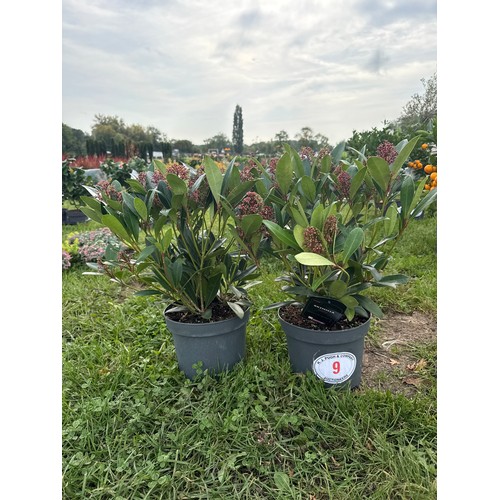 Lot 9         