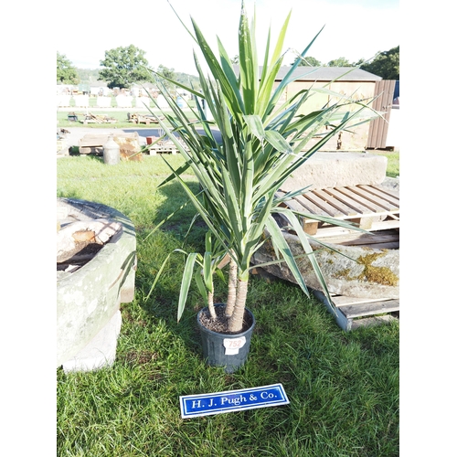 Lot 752       