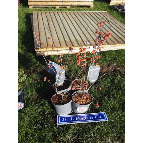 Lot 793       